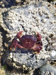 Hemigrapsus nudus