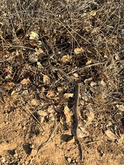 Pituophis catenifer catenifer