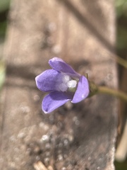 Wahlenbergia gracilis
