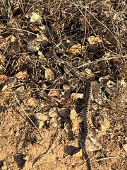 Pituophis catenifer catenifer