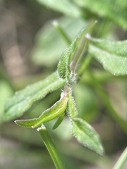 Wahlenbergia gracilis