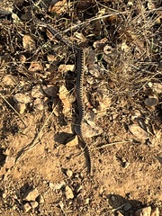 Pituophis catenifer catenifer