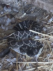 Crotalus oreganus helleri
