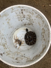 Crotalus oreganus helleri