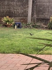 Rhipidura leucophrys