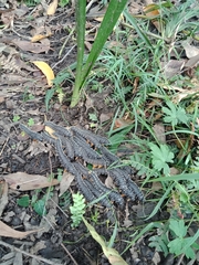 Perga affinis