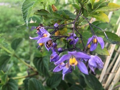 Solanum seaforthianum