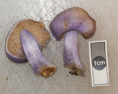 Cortinarius minorisporus