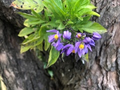 Solanum seaforthianum