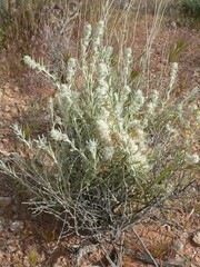 Krascheninnikovia lanata