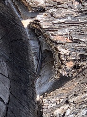 Cryptoblepharus buchananii