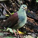 Buff-fronted Quail-Dove - Photo (c) David Rodríguez Arias, some rights reserved (CC BY-NC-SA)