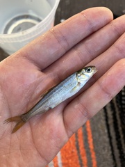 Mylocheilus caurinus