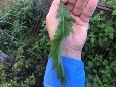 Erigeron sumatrensis