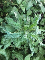 Erigeron sumatrensis