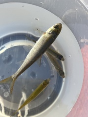 Mylocheilus caurinus