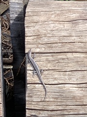 Cryptoblepharus buchananii