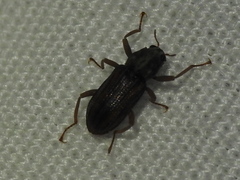 Stenelmis