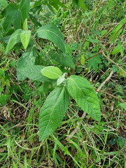 Acalypha nemorum