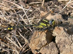 Phanogomphus kurilis