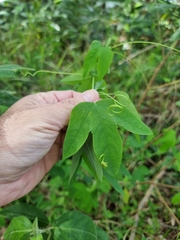 Passiflora subpeltata