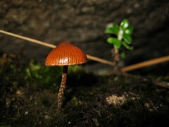 Deconica