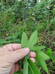 Passiflora subpeltata