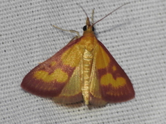 Pyrausta laticlavia