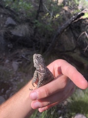 Sceloporus jarrovii