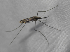Anopheles punctipennis
