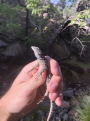 Sceloporus jarrovii