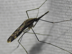 Anopheles punctipennis