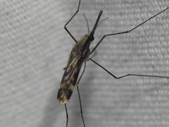 Anopheles punctipennis