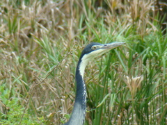 Ardea melanocephala