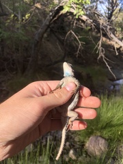 Sceloporus jarrovii