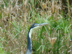 Ardea melanocephala