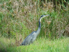 Ardea melanocephala