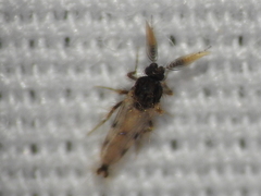 Ceratopogonidae
