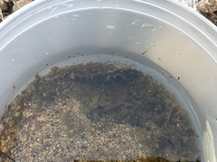 Cottus