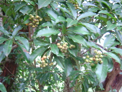 Photinia niitakayamensis