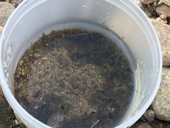 Cottus