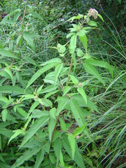 Eupatorium formosanum