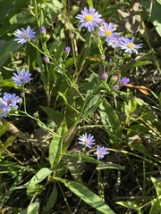 Symphyotrichum oolentangiense