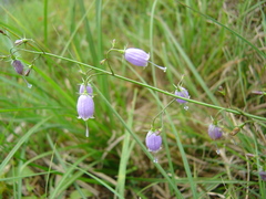 Adenophora triphylla