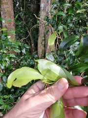 Cryptocarya laevigata