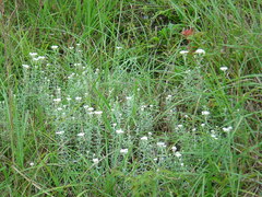 Anaphalis morrisonicola