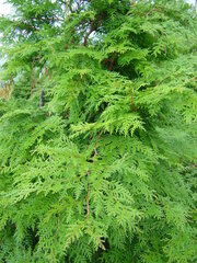 Chamaecyparis formosensis