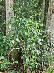 Cryptocarya laevigata
