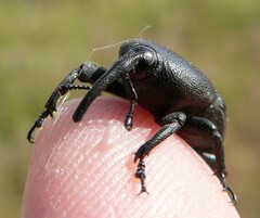 Scyphophorus