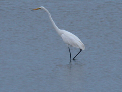Ardea alba modesta